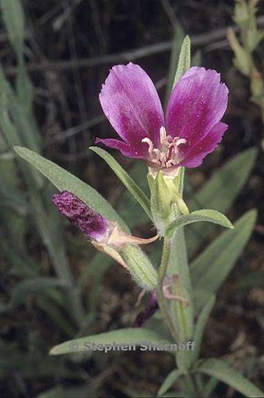 clarkia purpurea ssp quadrivulnera 6 graphic